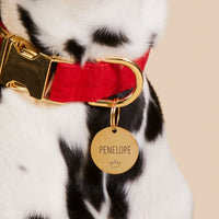 #Modeled by Dottie (43lbs) in a Large pet ID tag