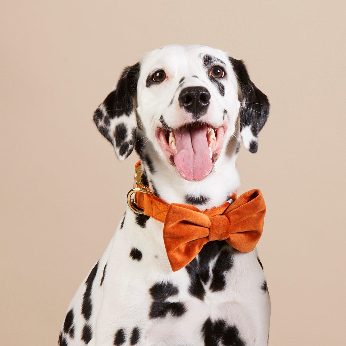 Pumpkin Velvet Dog Bow Tie The Foggy Dog