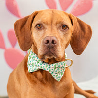 #Modeled by Truman (53lbs) in a Medium collar and Large bow tie