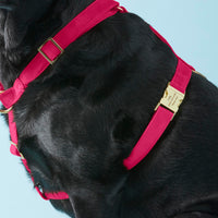 #Modeled by Koda (56lbs) in Large