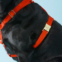 #Modeled by Koda (56lbs) in a Large harness and Standard leash