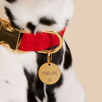 #Modeled by Dottie (43lbs) in a Large pet ID tag