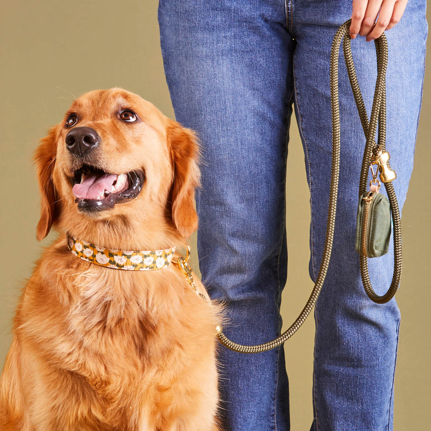 Louis Vuitton Dog Collar & Leash Set w/Box Excellent F/S