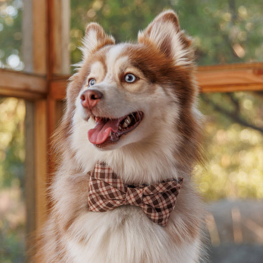 #Modeled by Rouka (30lbs) in a Medium collar and Large bow tie