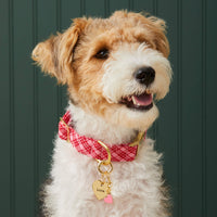 #Modeled by Sesame (23lbs) in a Large pet ID tag