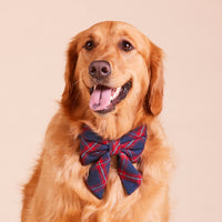 #Modeled by Zepher (73lbs) in a Large lady bow