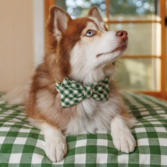 #Modeled by Rouka (30lbs) in a Medium collar and Large bow tie