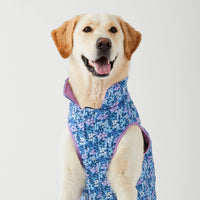 #Modeled by Olive (70lbs) in Extra Large