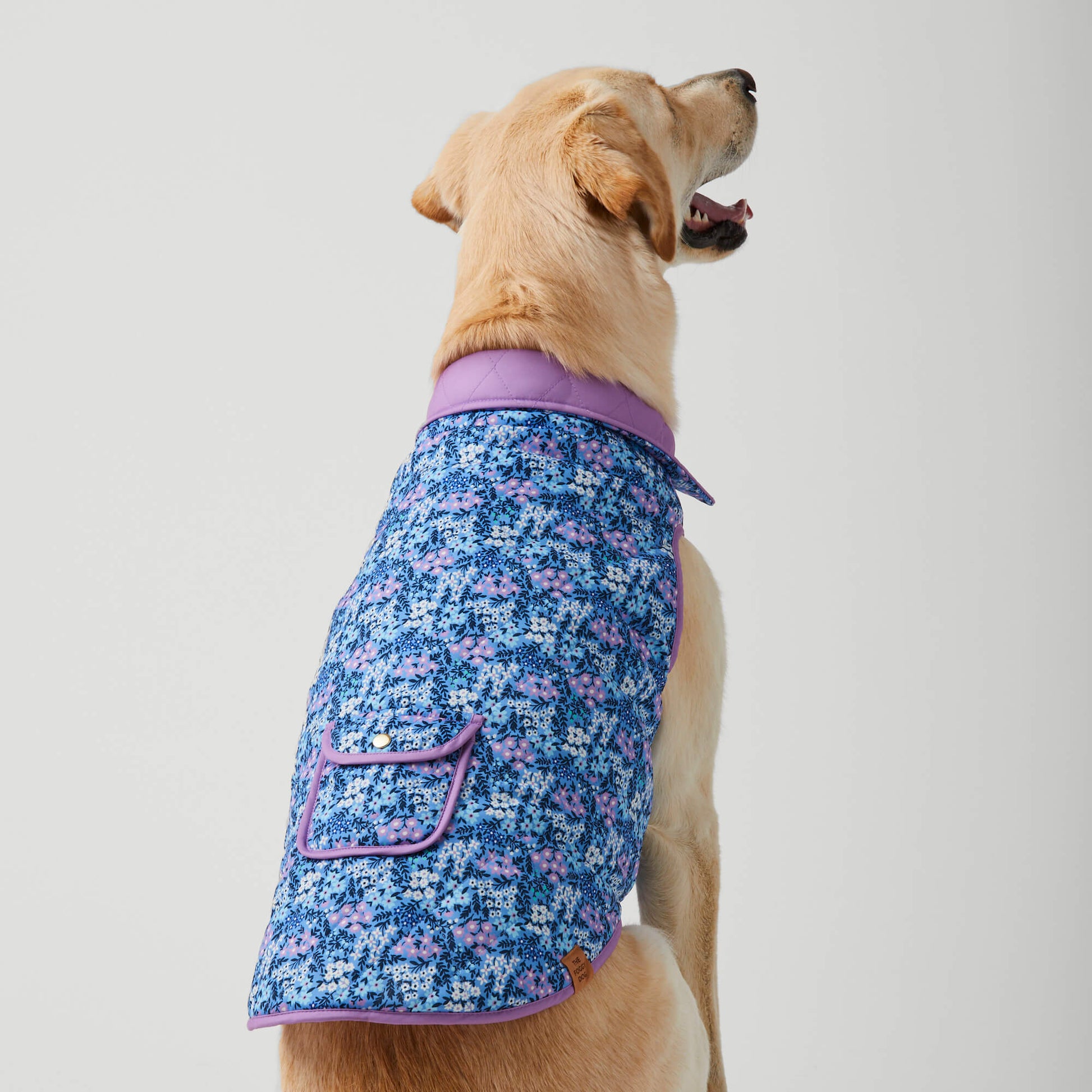 #Modeled by Olive (70lbs) in Extra Large