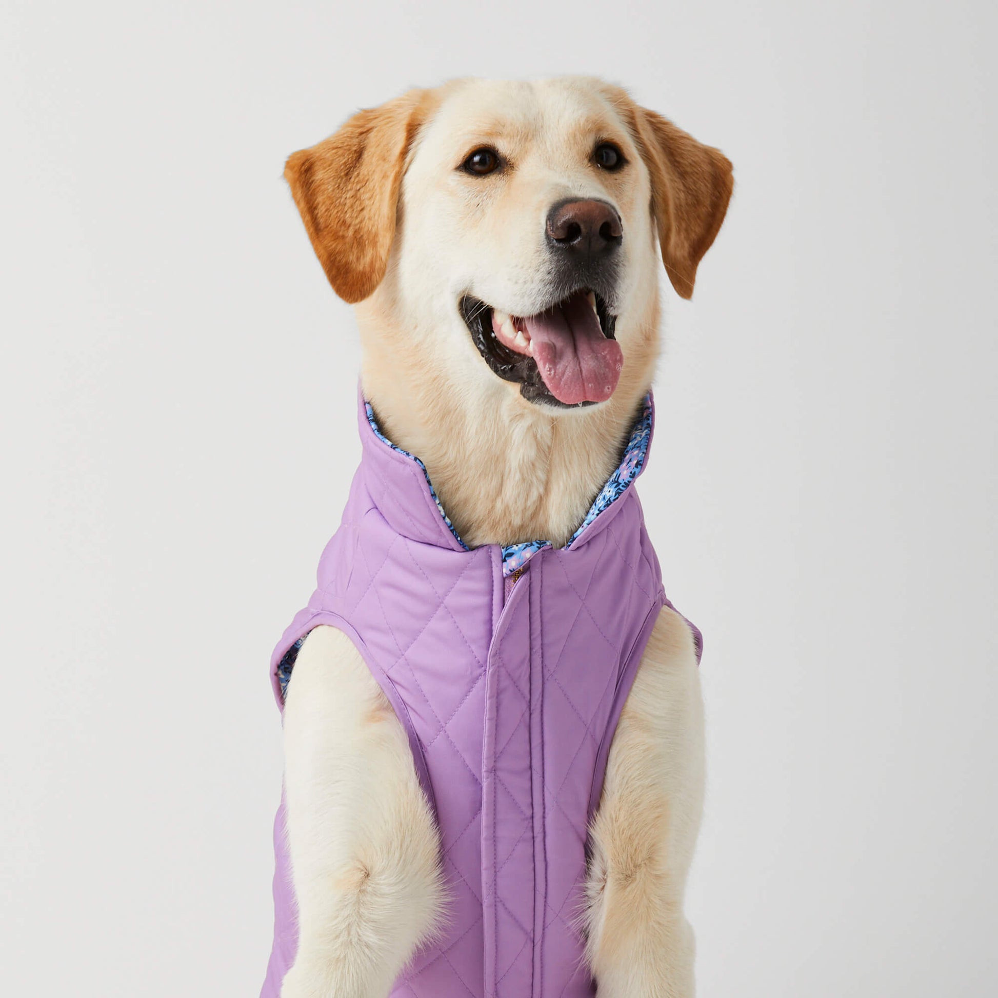 #Modeled by Olive (70lbs) in Extra Large