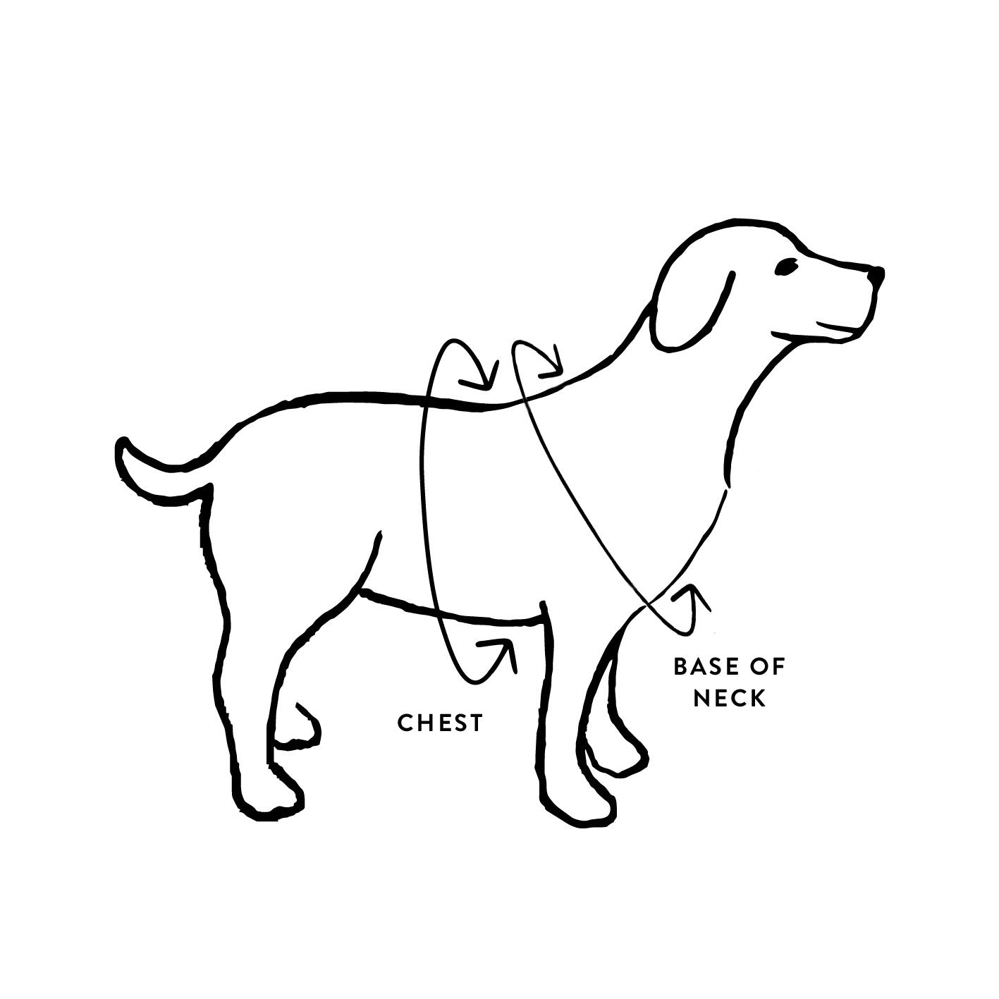 Collar size for husky hotsell