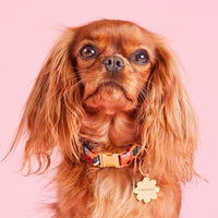 #Modeled by Cali (12lbs) in a Large pet ID tag