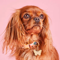 #Modeled by Cali (12lbs) in a Large pet ID tag