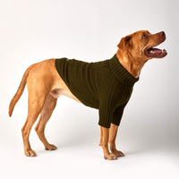 #Modeled by Ollie (58lbs) in Large