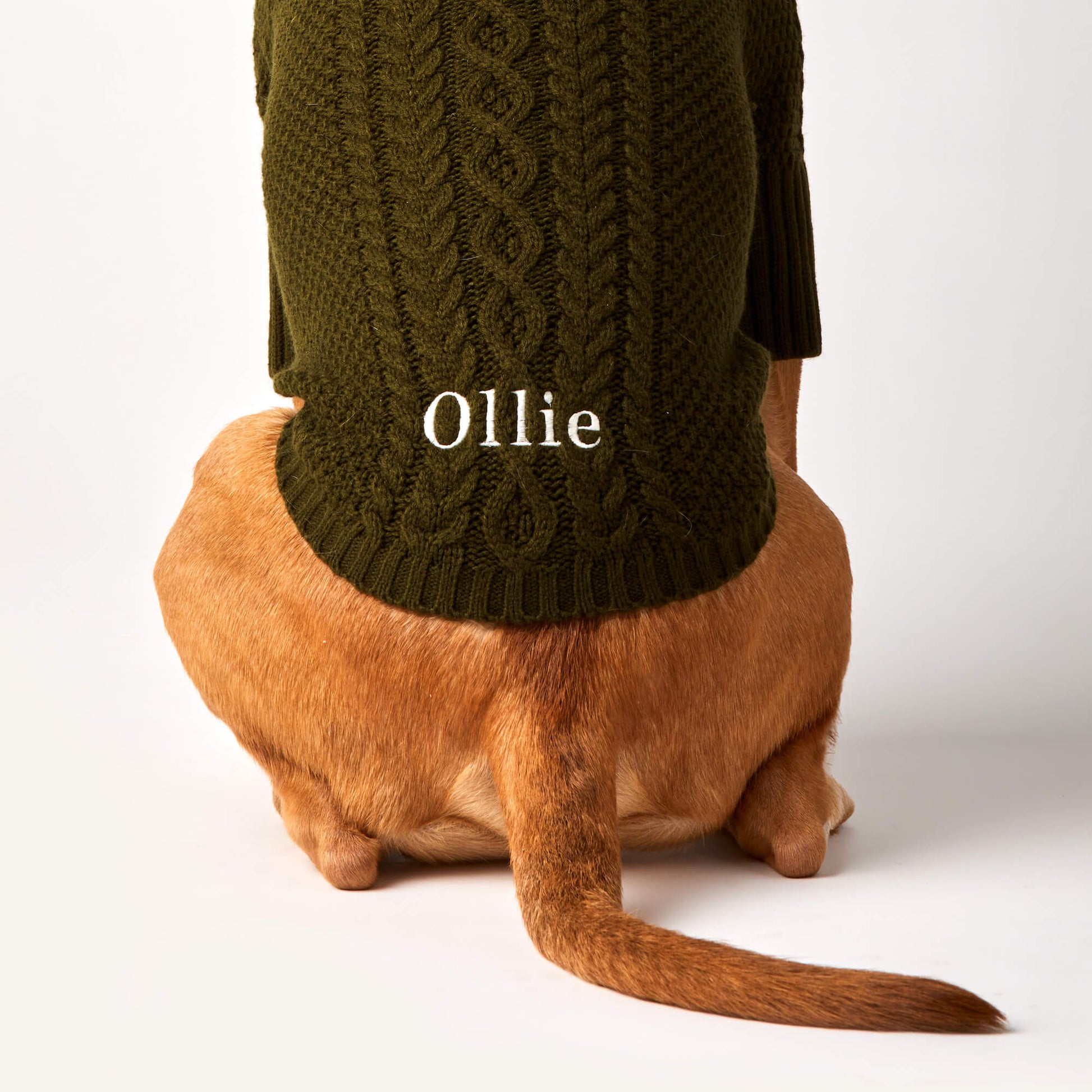 #Modeled by Ollie (58lbs) in Large