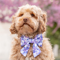 #Modeled by Ruby (22lbs) in a Large lady bow