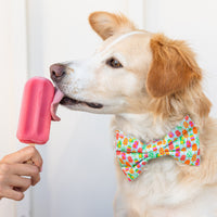 #Modeled by Holly (40lbs) in a Medium collar and Large bow tie