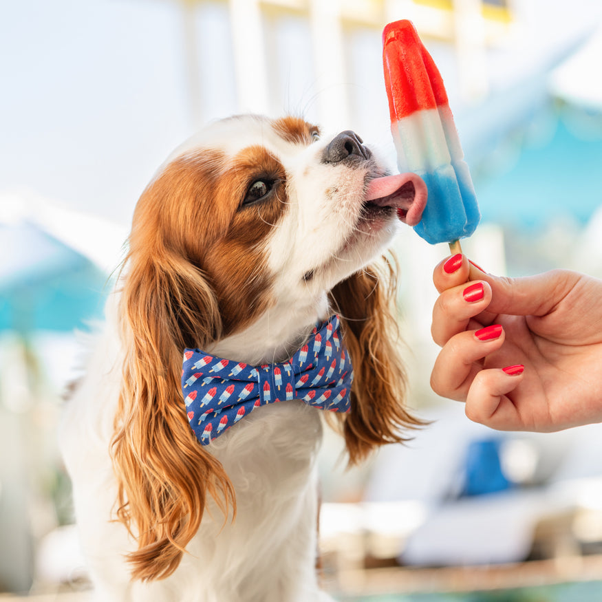 Rocket Pop Bow Tie Collar – The Foggy Dog