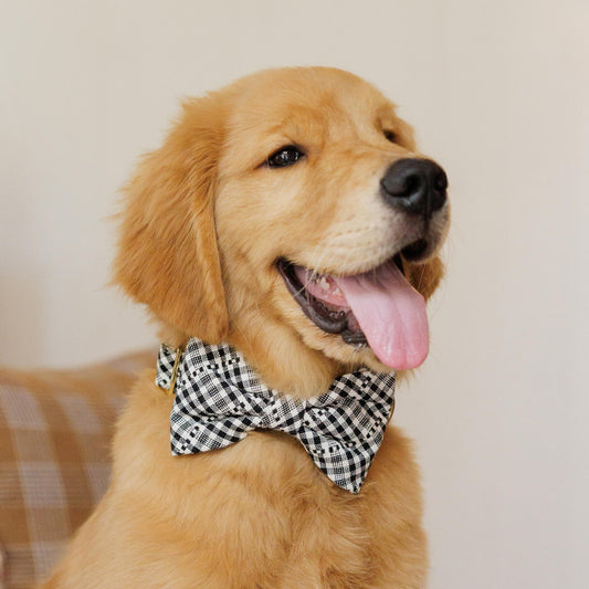 #Modeled by Butter (23lbs) in a Small collar and Large bow tie