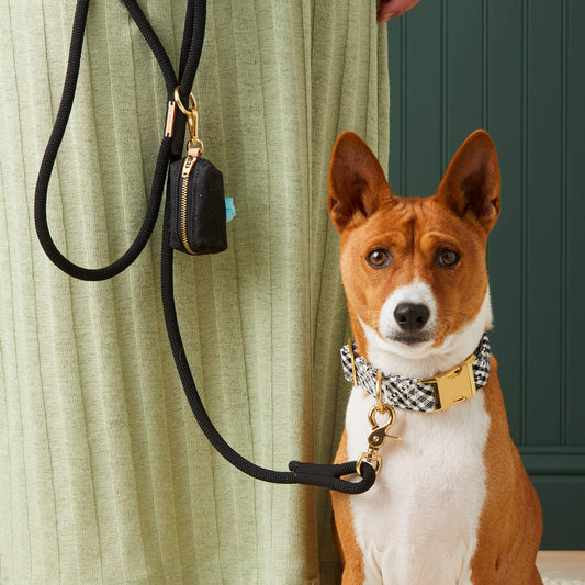 #Modeled by Ricky (27lbs) in a Medium collar and Standard leash