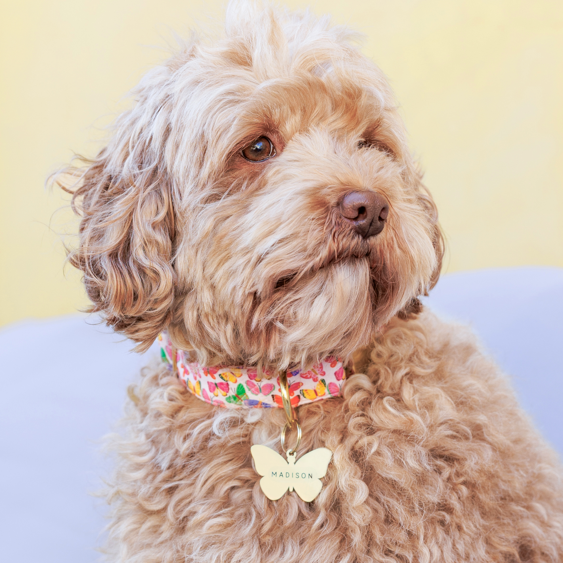 #Modeled by Ruby (22lbs) in a Large pet ID tag