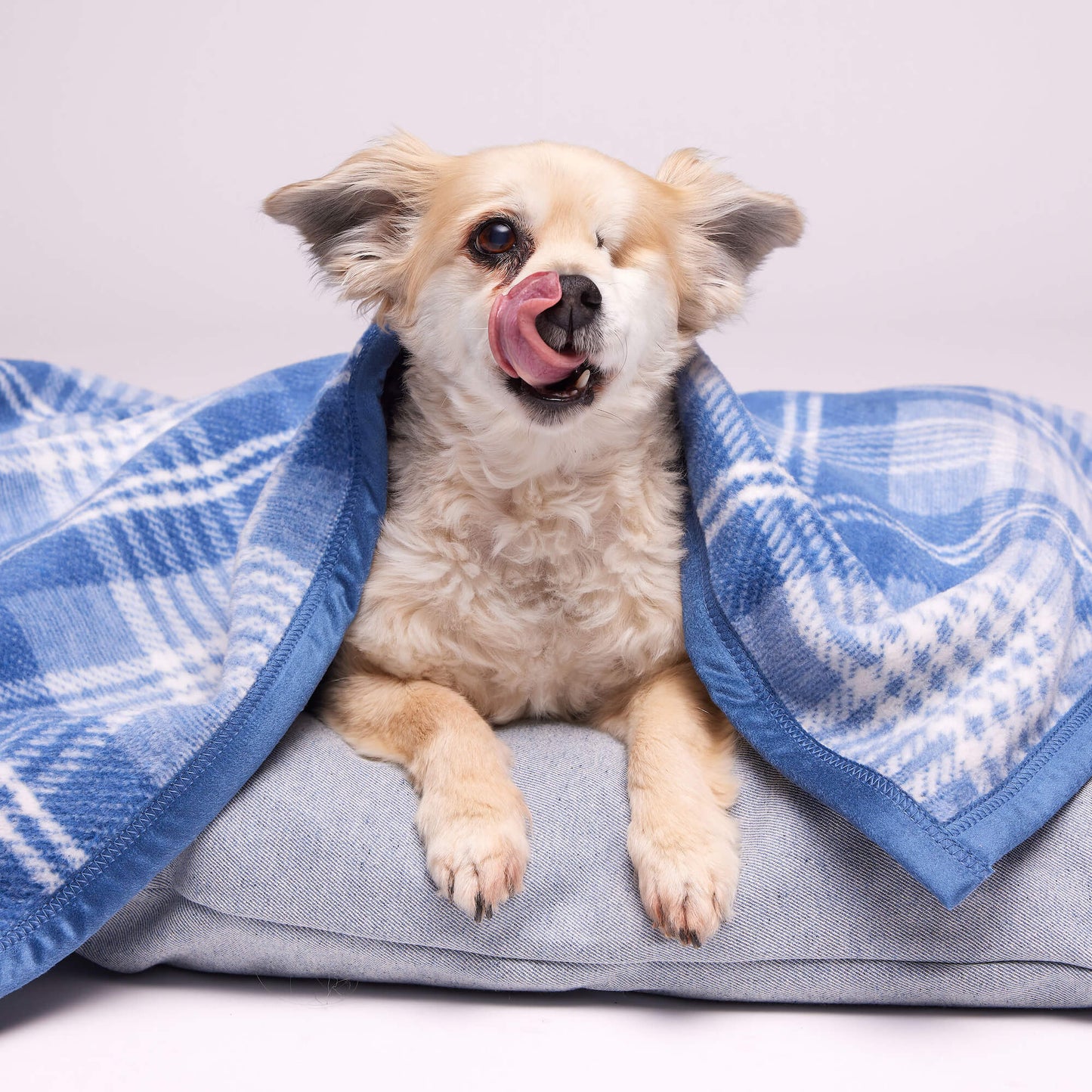 ChappyWrap x TFD Blue Frost Plaid Dog Blanket from The Foggy Dog