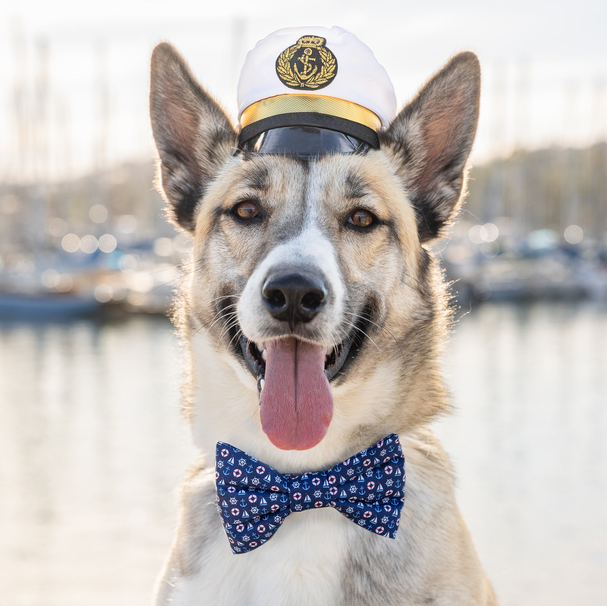 #Modeled by Nala (58lbs) in a Large bow tie