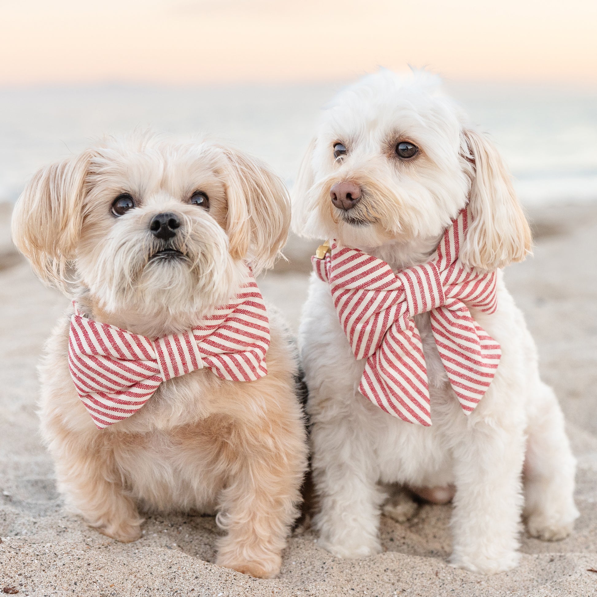 #Modeled by Brigitte (10lbs) in a Small collar and Large bow tie