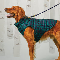 #Modeled by Goose (65lbs) in Extra Large