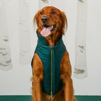 #Modeled by Goose (65lbs) in Extra Large