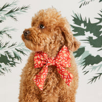 #Modeled by Sherlock (15lbs) in a Large lady bow