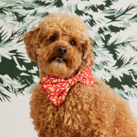 #Modeled by Sherlock (15lbs) in a Large bow tie