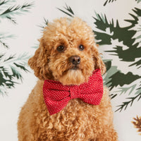 #Modeled by Sherlock (15lbs) in a Small collar and Large bow tie