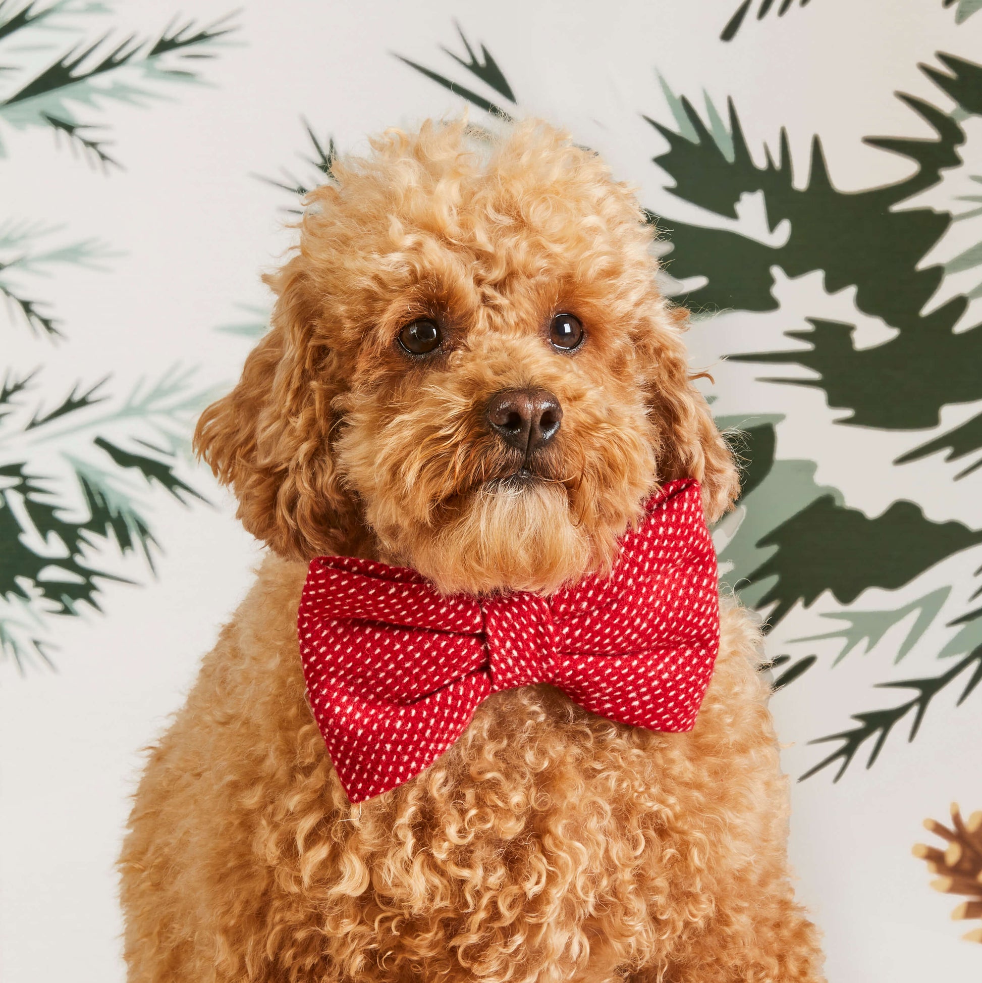 #Modeled by Sherlock (15lbs) in a Large bow tie