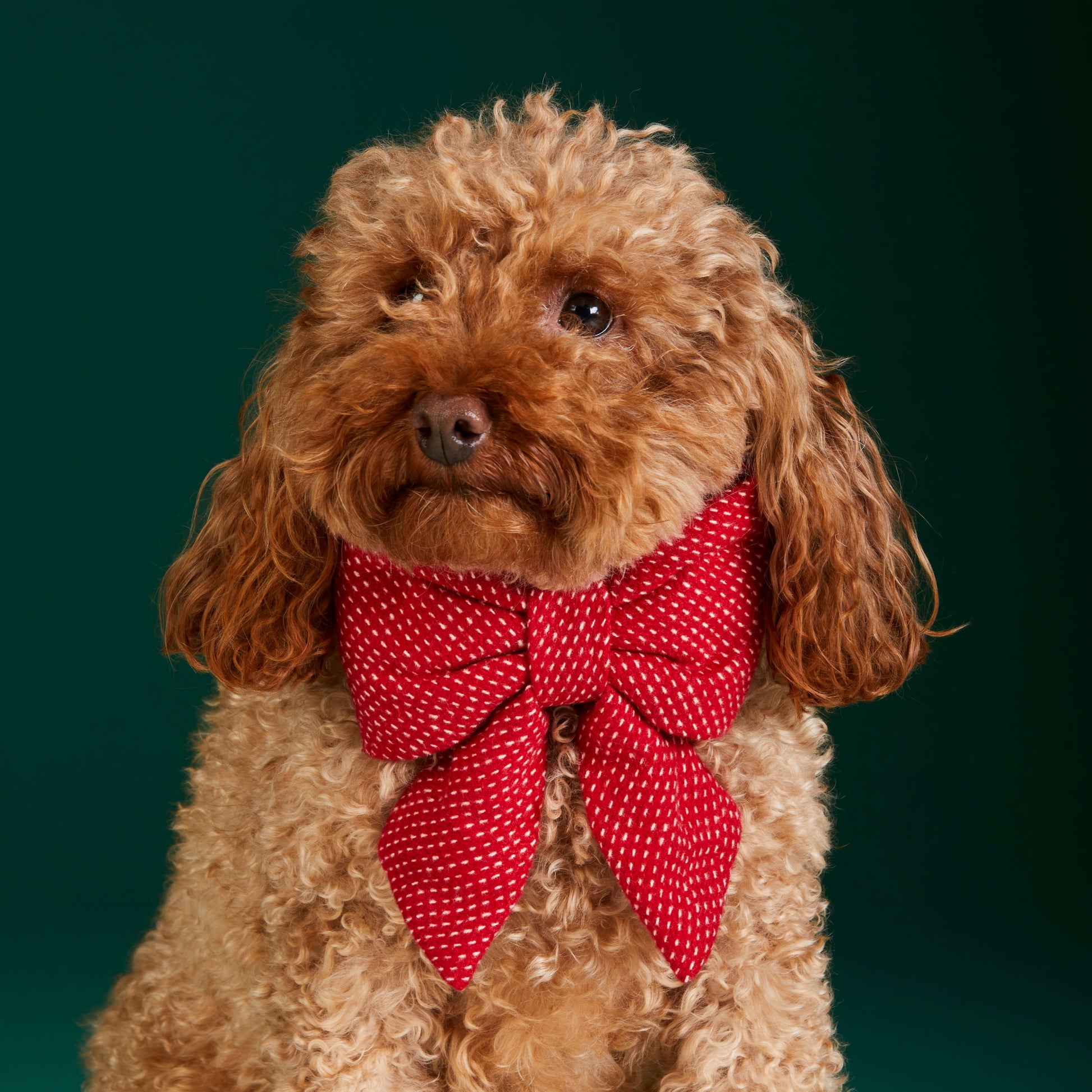 #Modeled by Moose (10lbs) in a Small collar and Large lady bow