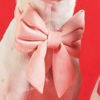 #Modeled by Haku (17lbs) in a Small collar and Large lady bow