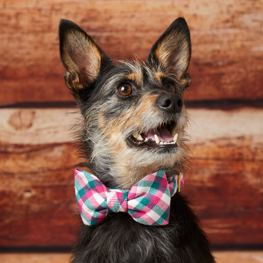 #Modeled by Peppers (17lbs) in a Small collar and Large bow tie