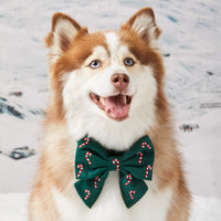 #Modeled by Rouka (30lbs) in a Medium collar and Large lady bow