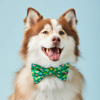 #Modeled by Rouka (30lbs) in a Medium collar and Large bow tie