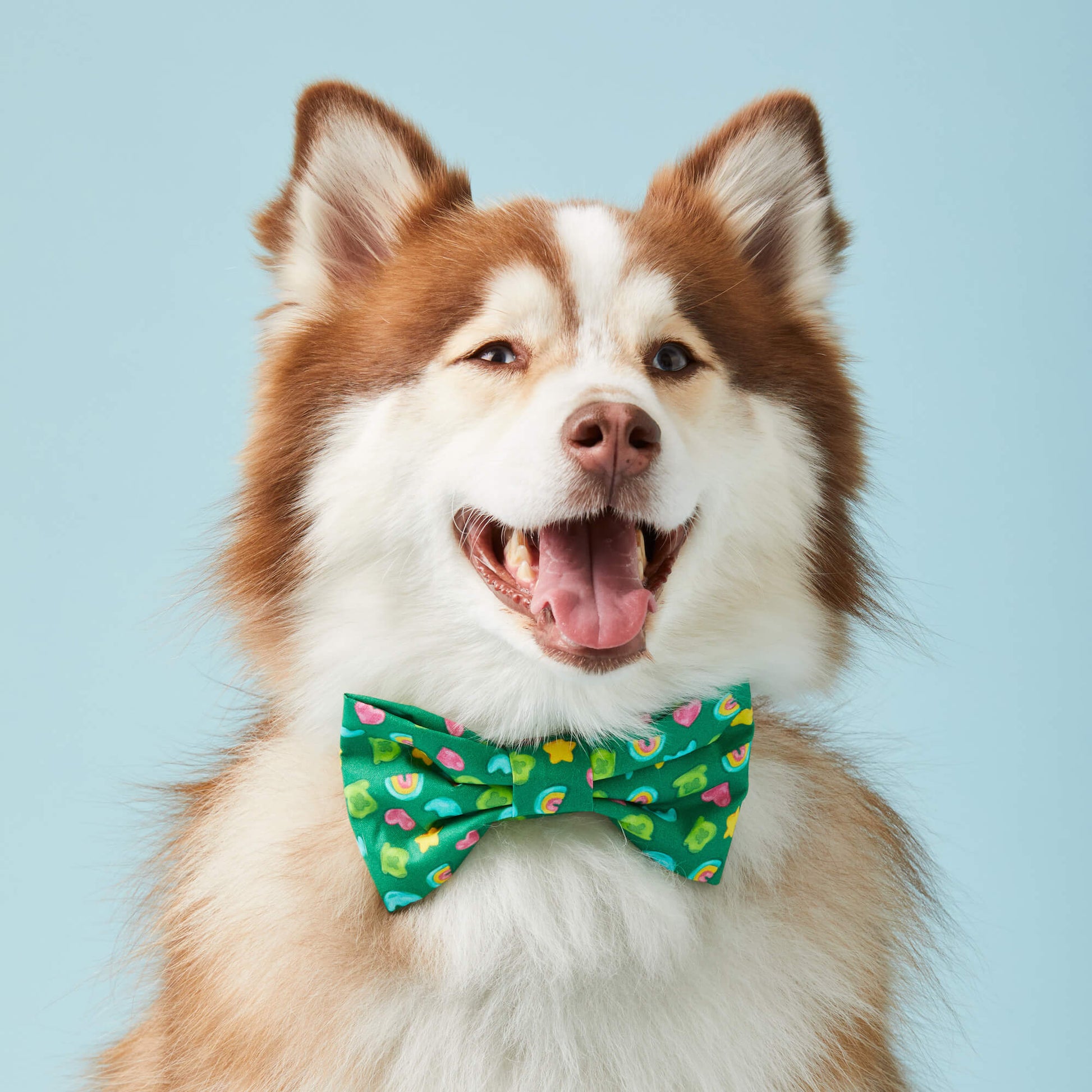 #Modeled by Rouka (30lbs) in a Large bow tie