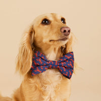 #Modeled by Clementine (8lbs) in an X-Small collar and Large bow tie