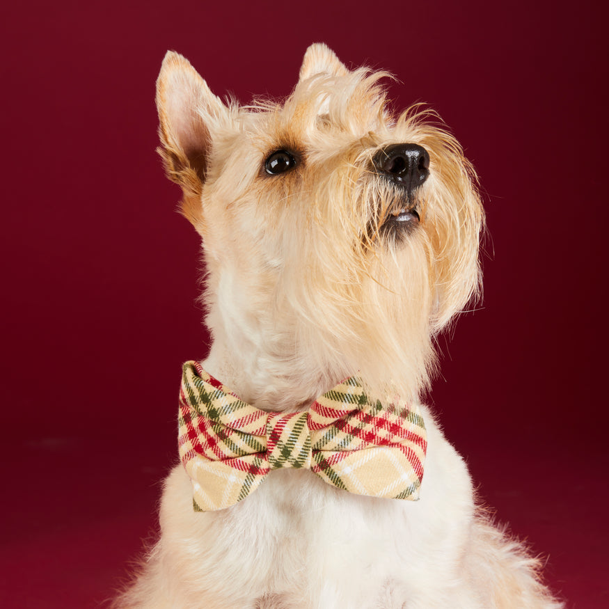 The Foggy Dog Bow Tie Collar