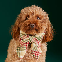 #Modeled by Moose (9lbs) in a Small collar and Large lady bow