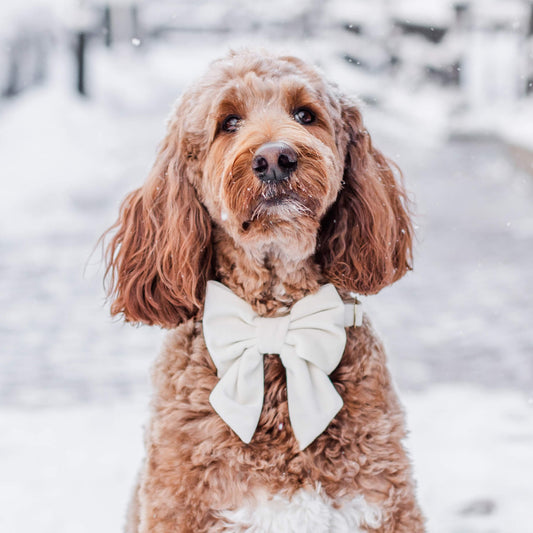 #Modeled by Finley (70lbs) in a Large collar and Large lady bow