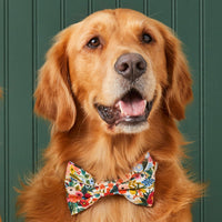 #Modeled by Atlas (77lbs) in a Large collar and Large bow tie