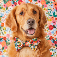 #Modeled by Atlas (77lbs) in a Large bow tie