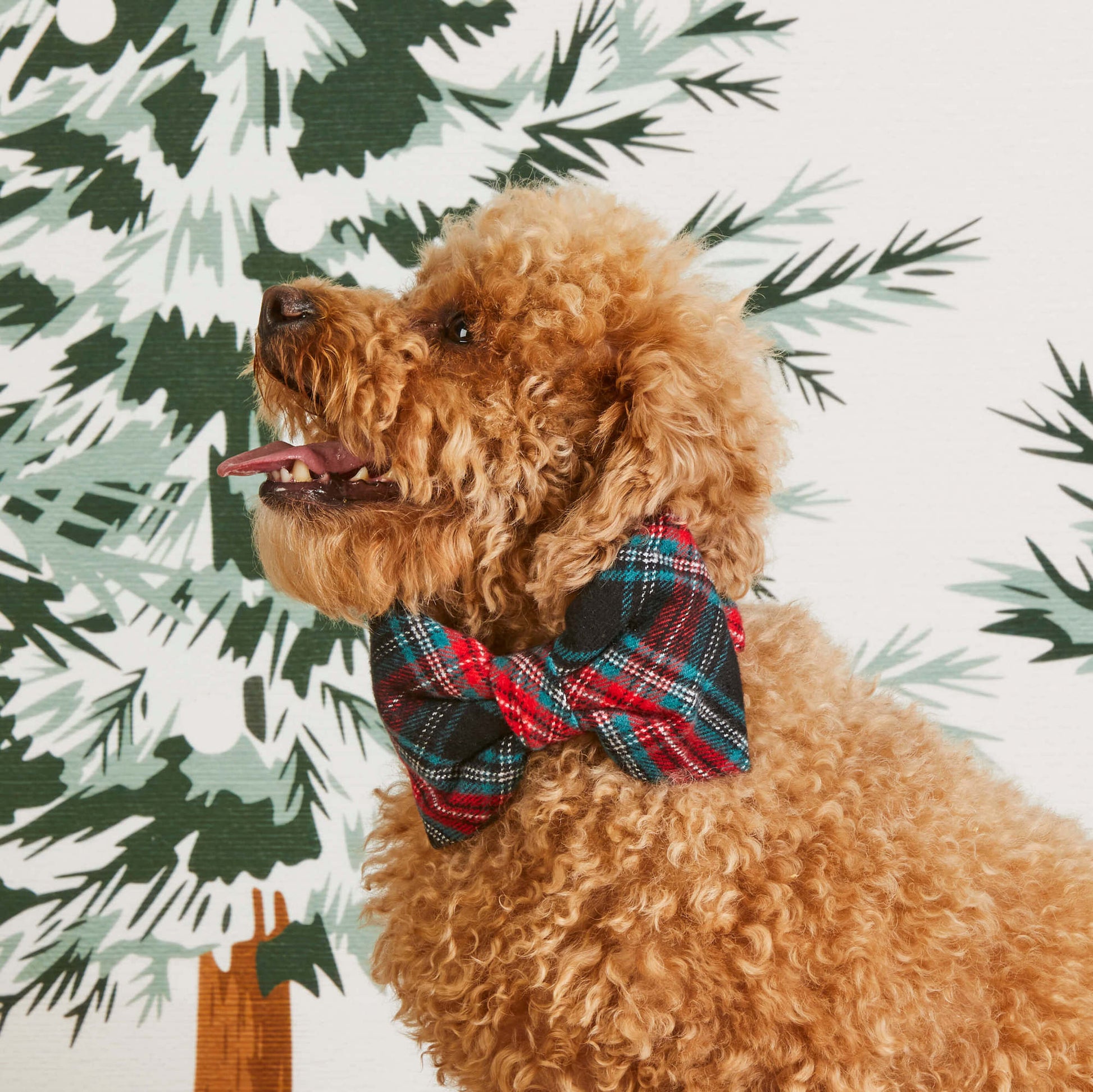 #Modeled by Sherlock (15lbs) in a Large bow tie