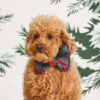 #Modeled by Sherlock (15lbs) in a Small collar and Large bow tie