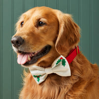 #Modeled by Atlas (77lbs) in a Large collar and Large bow tie