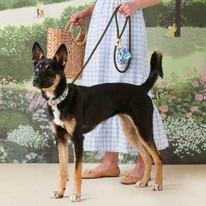 #Modeled by Blue (30lbs) in a Medium collar and Standard leash